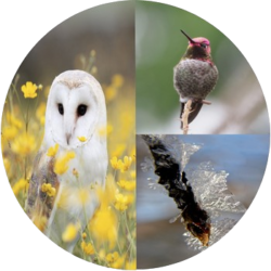 Storytelling by Owl, Hummingbird and Water