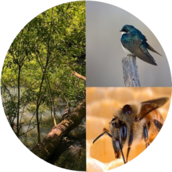 Storytelling by Willow, Swallow and Bee