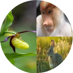 Storytelling by Proboscis Monkey, Venus and Hare