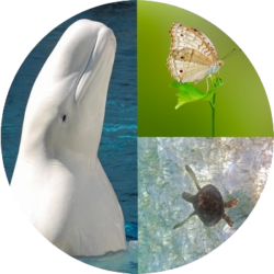 Storytelling by Butterfly, Whale & Bee and Seagrass & Sea Turtle