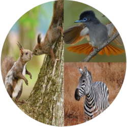 Storytelling by Squirrel, Bird of Paradise and Zebra & Badger