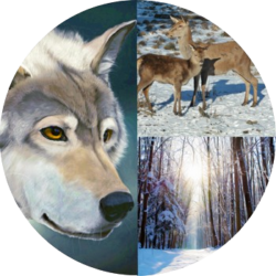 Munai-Ki and the Grey Wolf